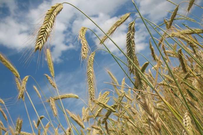 Украина за год экспортировала 40 млн тонн зерна