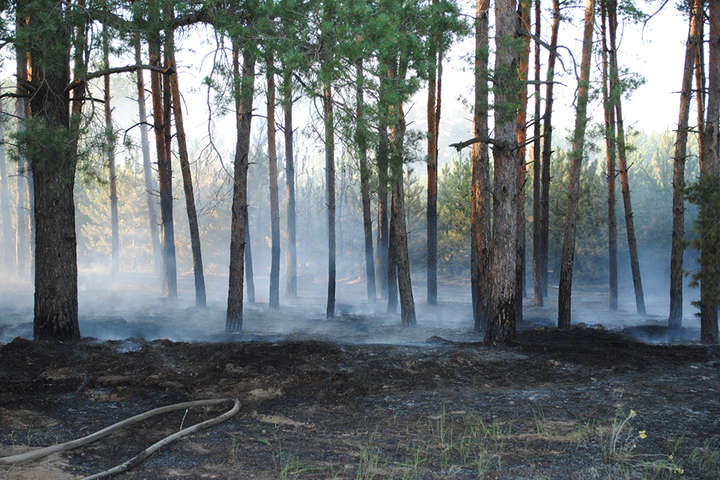 На Миколаївщині невідомі влаштували у лісі пожежу