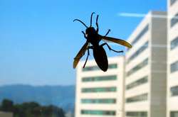 Працівників столичного інституту врятували від рою шершнів