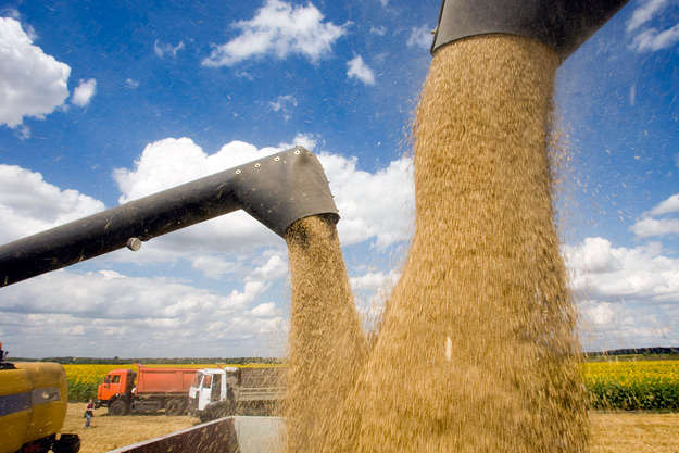 Українські аграрії зібрали майже п'ять млн тонн зерна 