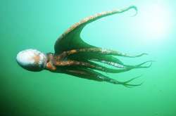 Из осьминога, который правильно предсказал все матчи сборной Японии на ЧМ-2018, сделали сашими