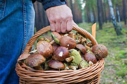 Пятеро жителей Одесской области госпитализированы из-за отравления грибами