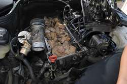 Польські митники виявили в українця контрабанду бурштину