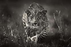 Брати наші менші. Фантастичні світлини диких тварин, зроблені фотографом з Англії