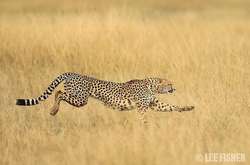 Братья наши меньшие. Фантастические кадры диких животных, сделанные фотографом из Англии