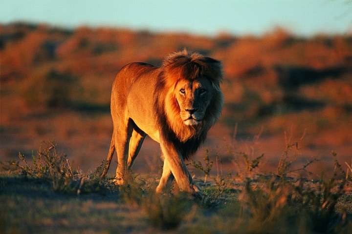 У Південній Африці леви з'їли браконьєрів