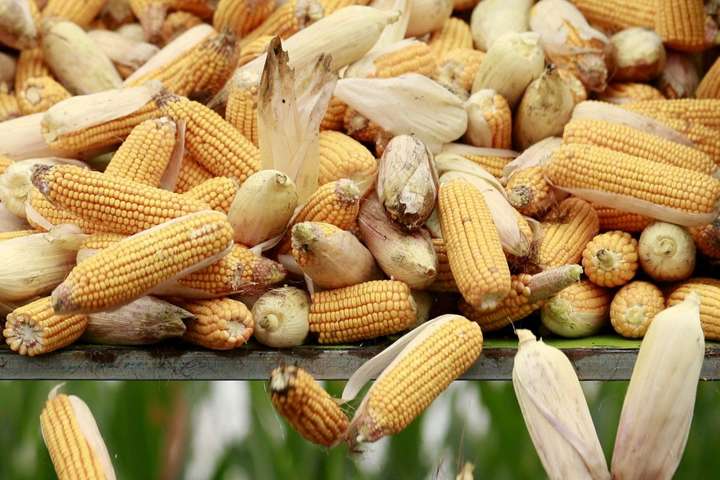 Угорська кукурудза вже вбила 10 осіб у п’ятьох країнах ЄС