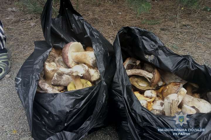 Поліцейські затримали у чорнобильському лісі чоловіка з грибами