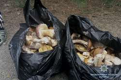 Поліцейські затримали у чорнобильському лісі чоловіка з грибами