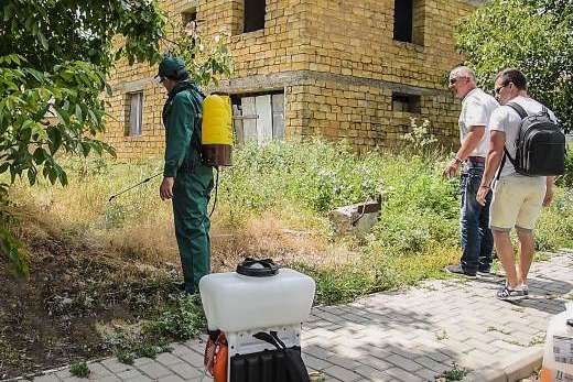 Новий метод боротьби з амброзією освоює одеський Міськзелентрест