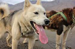 Ученые раскрыли историю появления и гибели первых собак в Америке