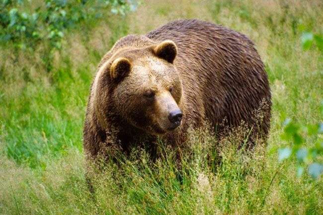 У чорнобильську зону повернулися бурі ведмеді (унікальні кадри)