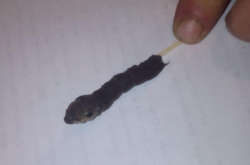 Одесит знайшов гусеницю із жалом і головою змії