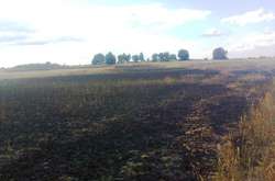 На Житомирщині пожежа знищила 21 гектар пшениці