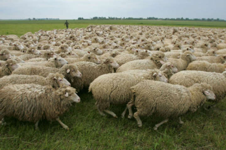 В Азербайджані автівка збила на смерть 57 овець