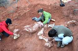 В Аргентине нашли скелет неизвестного ранее вида динозавра