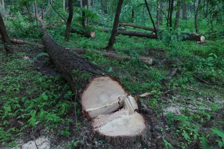Київрада заборонила санітарну вирубку у столичних лісах