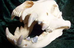 В пещере аннексированного Крыма нашли останки древних хищников