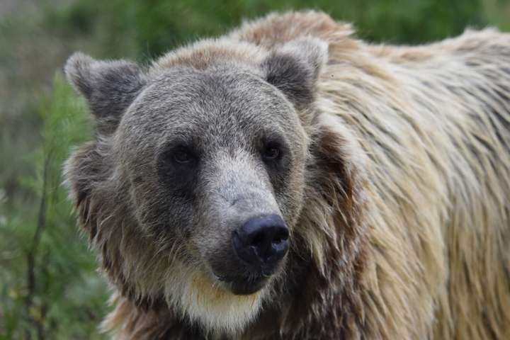 Ведмідь, який живе у притулку на Львівщині - На Львівщині відкрили ведмежий притулок