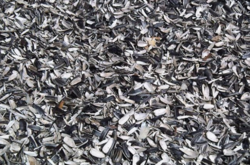 В Одеській області згоріла майже тонна лушпиння соняшника