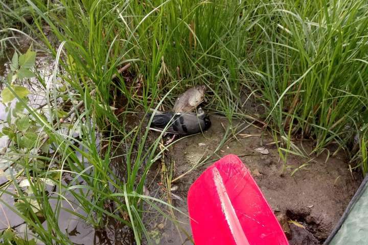 Загибель птахів на Теремках: аналізи виключили інфекцію в озері