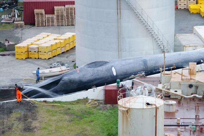 Вперше за 40 років у світі вбили синього кита 