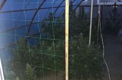 Вирощування конопель