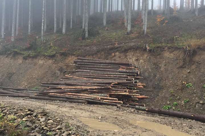 Контрабандна українська деревина заполонила Європу – дослідження