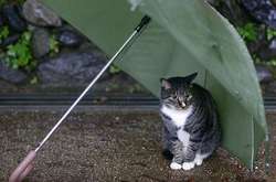 В Україні збережуться&nbsp;локальні періодичні&nbsp;дощі