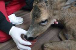 У ветеринарній клініці оленю надали першу допомогу