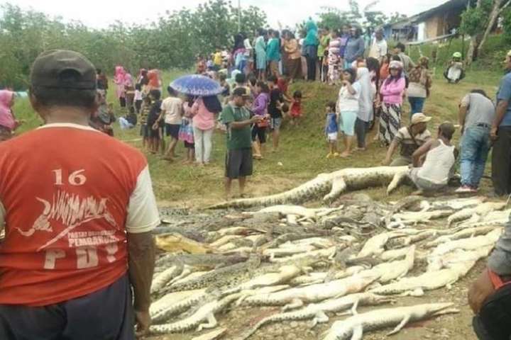 В Індонезії через помсту селяни вбили майже 300 крокодилів 