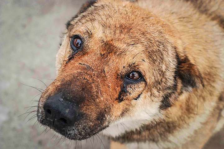 У Центрі захисту тварин в Миколаєві вбили 150 собак