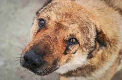 У Центрі захисту тварин в Миколаєві вбили 150 собак