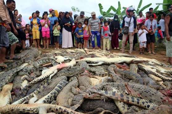 В Индонезии от рук крестьян погибли почти 300 крокодилов