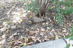 У Краматорську хлопчик знайшов снаряд на дитячому майданчику