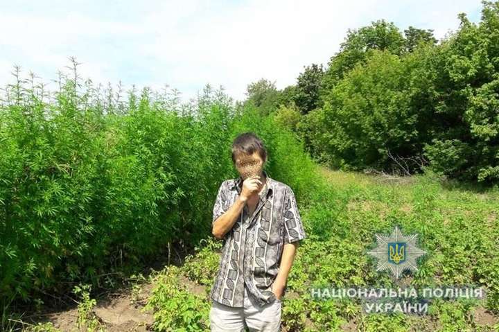 У жителя села під Києвом виявлено понад 2 тис. кущів конопель (відео)