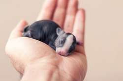 Фотограф показал первые 30 дней жизни кроликов. Потрясающие фотографии