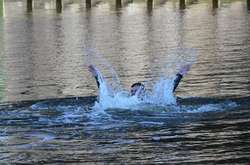 У столичному озері потонув чоловік