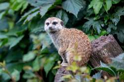 Украинский фотограф показал обитателей ровенского зоопарка