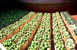 Баржі з кавунами знову вирушають до Києва: названо дату першого рейсу