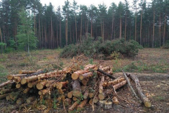 У Дарницькому лісопарковому господарстві вирубано сотні гектарів лісу (відео)
