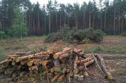 У Дарницькому лісопарковому господарстві вирубано сотні гектарів лісу (відео)