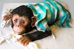 Кондитерские шедевры: Девушка делает торты в виде очаровательных зверушек