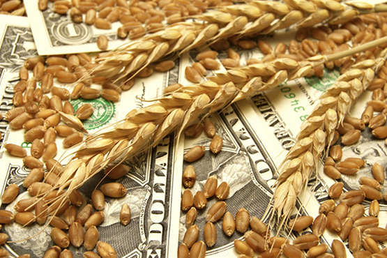 Украина за год экспортировала зерна почти на $6,4 млрд
