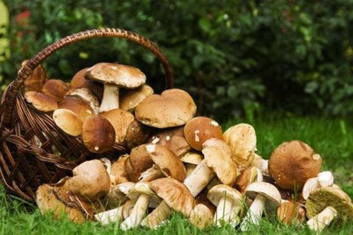 На Прикарпатті отруїлися грибами троє дорослих та дитина