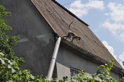 Під Одесою оселилася зграя мавп, яка втекла із зоопарку