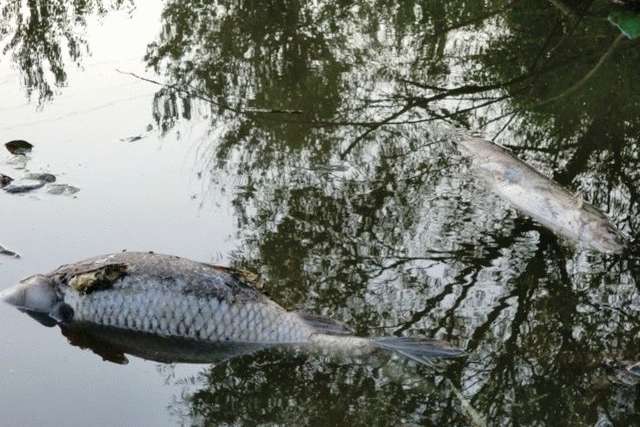 У київських озерах масово гине риба