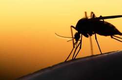 У світі винайшли нові ліки від малярії вперше за 60 років