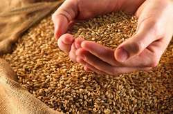 Мінагро перегляне державний стандарт на пшеницю
