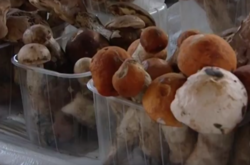 Грибний сезон: скільки коштують дари лісів на ринках Вінниці